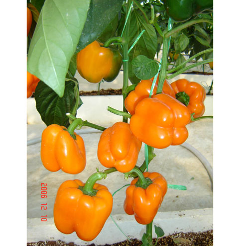 種子交易會照片